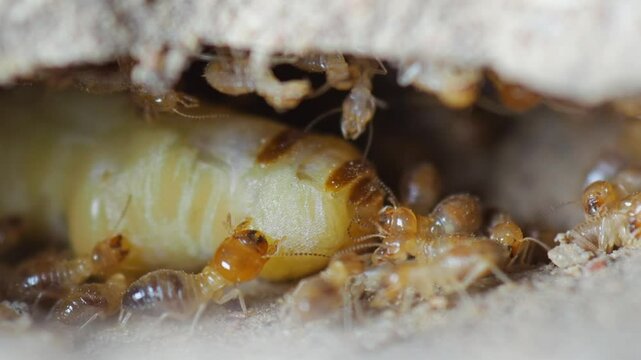termites in africa