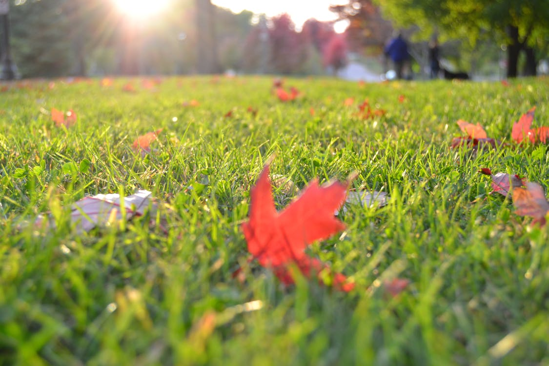 Close-up of a lawn in need of dethatching, with dry leaves and sticks scattered across the grass.