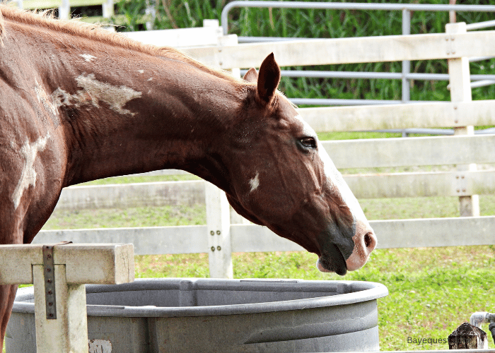 How to Install a Horse Water Trough