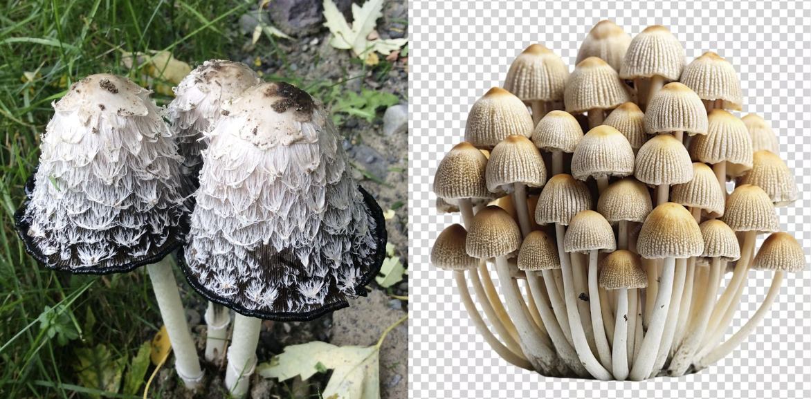 Left: A photograph of the 'Shaggy Mane' mushroom in its inky phase sourced from Wikipedia. Right: the AI-generated image Google was showing users.