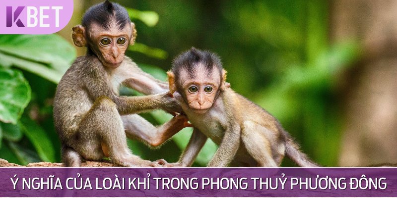 minh hoạ ý nghĩa của loài khỉ trong phong thuỷ