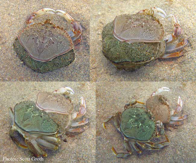 How Often Do Crabs Molt