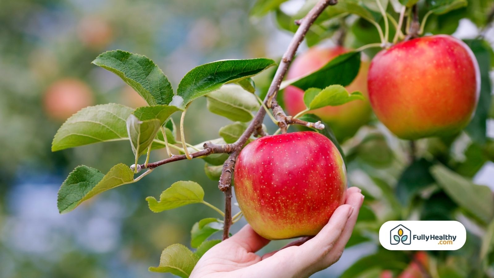 Hand picking ripe red apple from tree at orchard