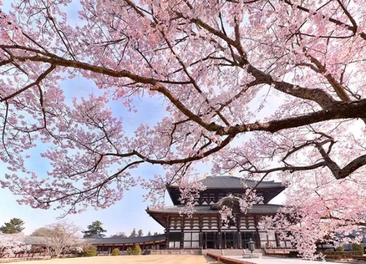 Chuyến đi một ngày đến Đền Todaiji, Công viên Nara ngắm cây phong, Chợ  Kuroshio Khởi hành từ Osaka | - KKday