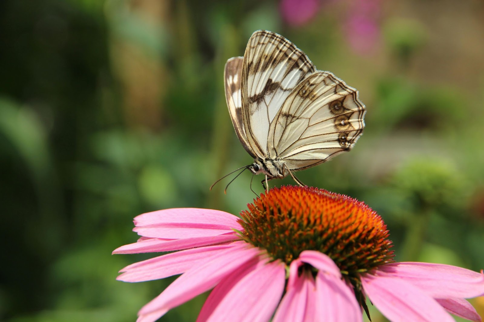 roze-zonnehoed-plant-bloeiende-tuinplant