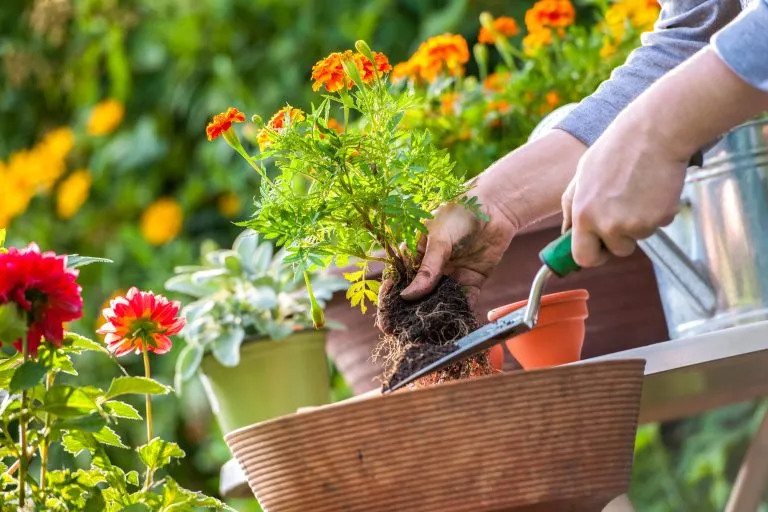 Best Gardening Practices for Pest and Disease Prevention