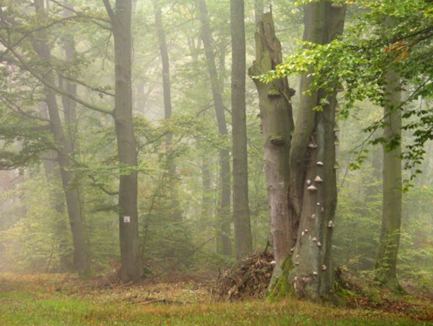 hazed forest trees photos