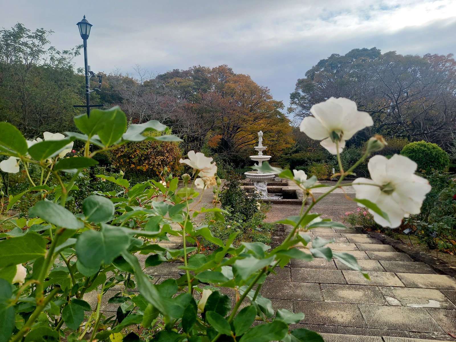 白いバラの花と噴水。例年10月に花の見ごろだが、猛暑と残暑の影響か11月に花をつけていた。