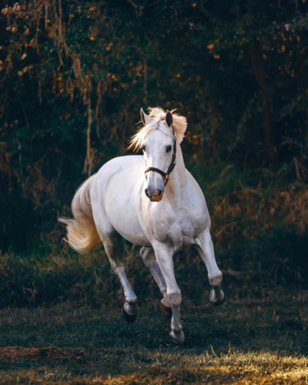 A beautiful white horse