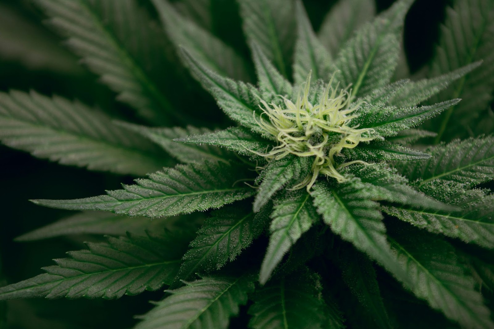 Cannabis plant in early flowering stage (3 weeks) no signs of calcium deficiency