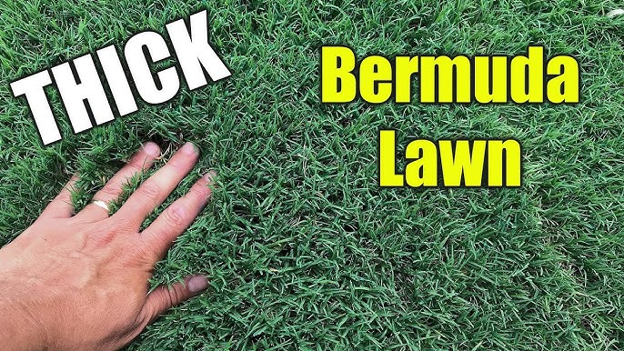 Benefits of Bermuda Grass