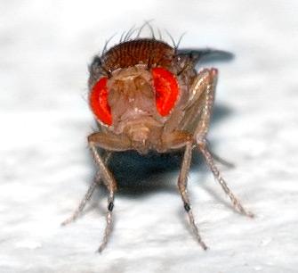 https://upload.wikimedia.org/wikipedia/commons/5/50/Drosophila_melanogaster_-_front_%28aka%29.jpg