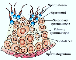 NCERT solutions class 12 Biology chapter 3 -3