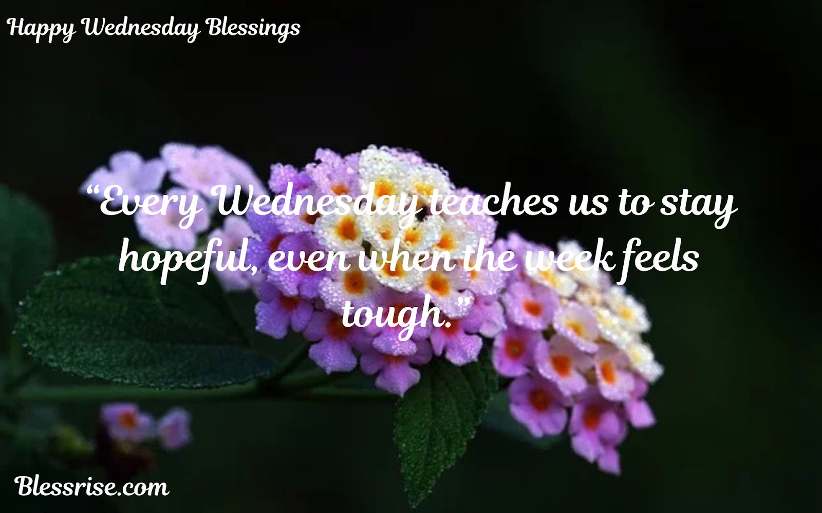 Happy Wednesday Wishes
