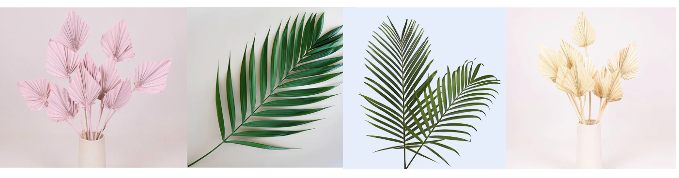 assorted palms