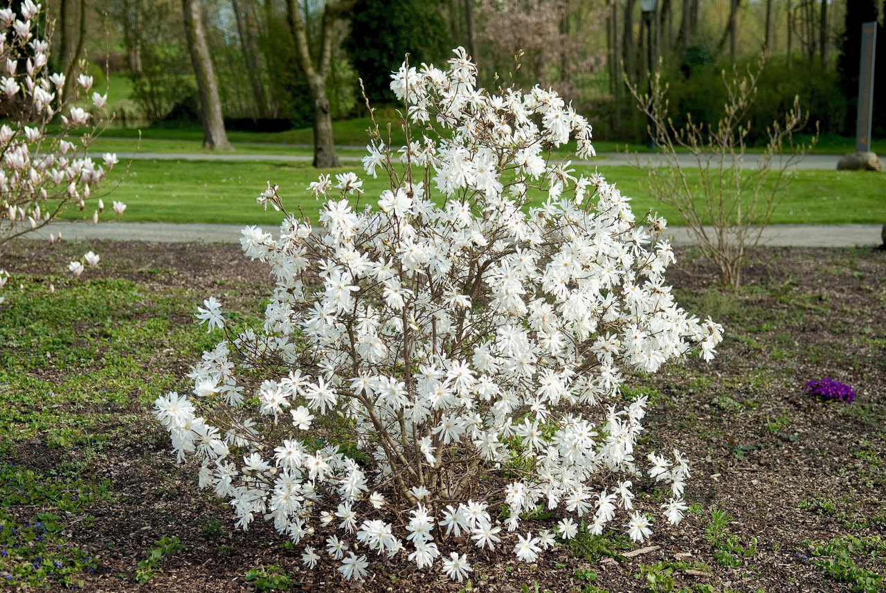 Star Magnolia