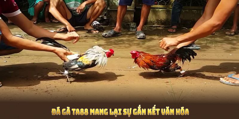 Đá gà TA88 mang lại sự gắn kết văn hóa và cơ hội thắng lớn