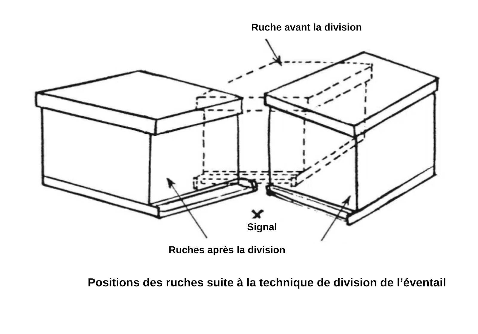 Multiplication du cheptel : comment créer des essaims ? - Non classifié(e)