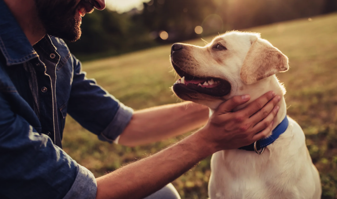 Dog bones and joints supplement