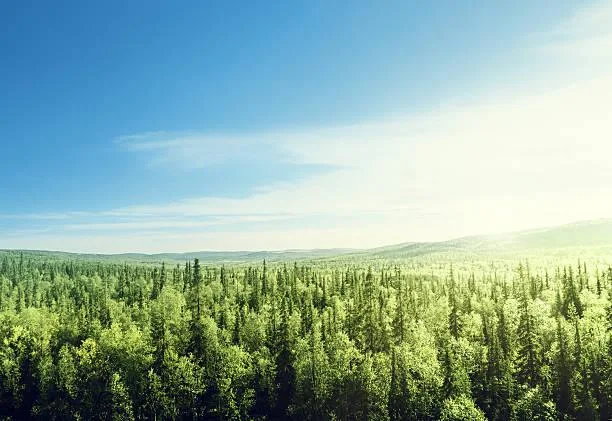 20 Light Beams Cutting Through Forest Canopy, forest light, sunbeams trees, nature, landscape, magical glow, wood ray