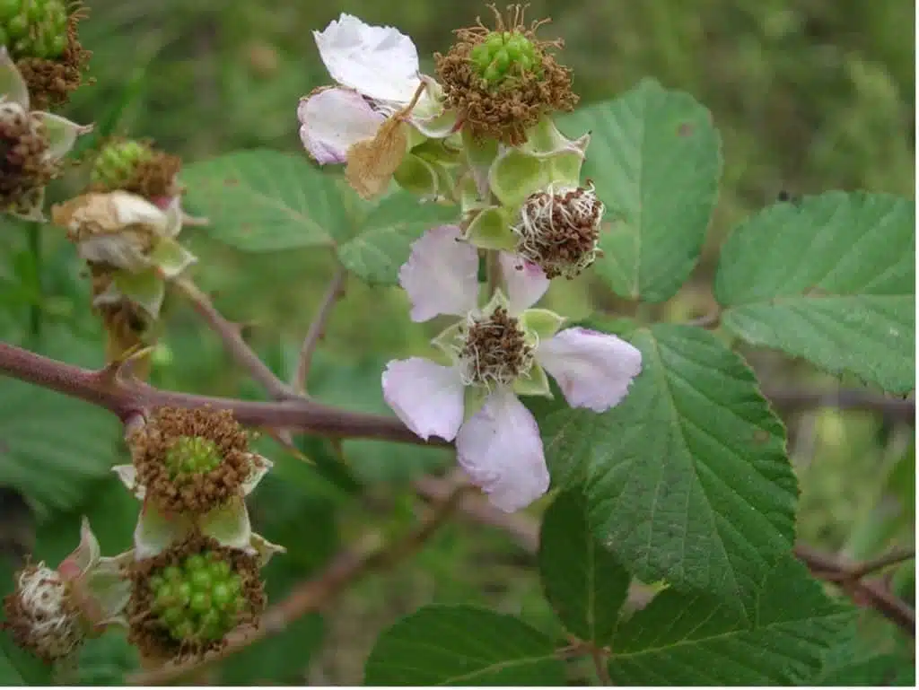 Quelles sont les principales floraisons pour la récolte de miel d’été ? - PLANTES MELLIFÈRES