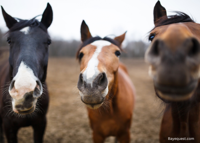 RDR2 Horse Names