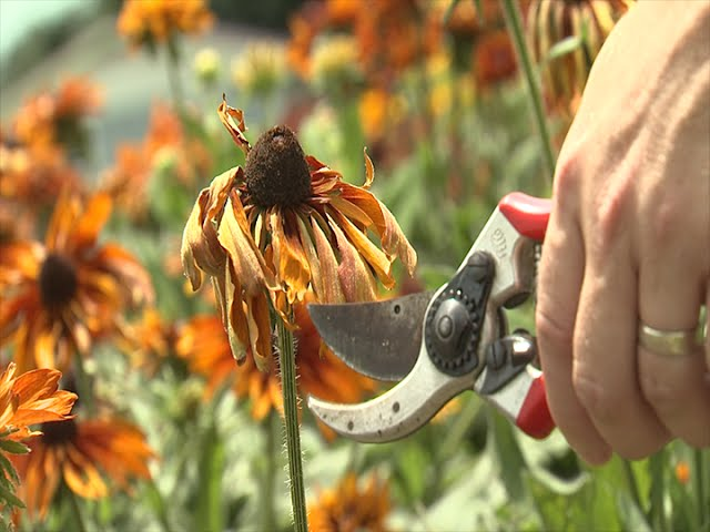 Pruning and Deadheading