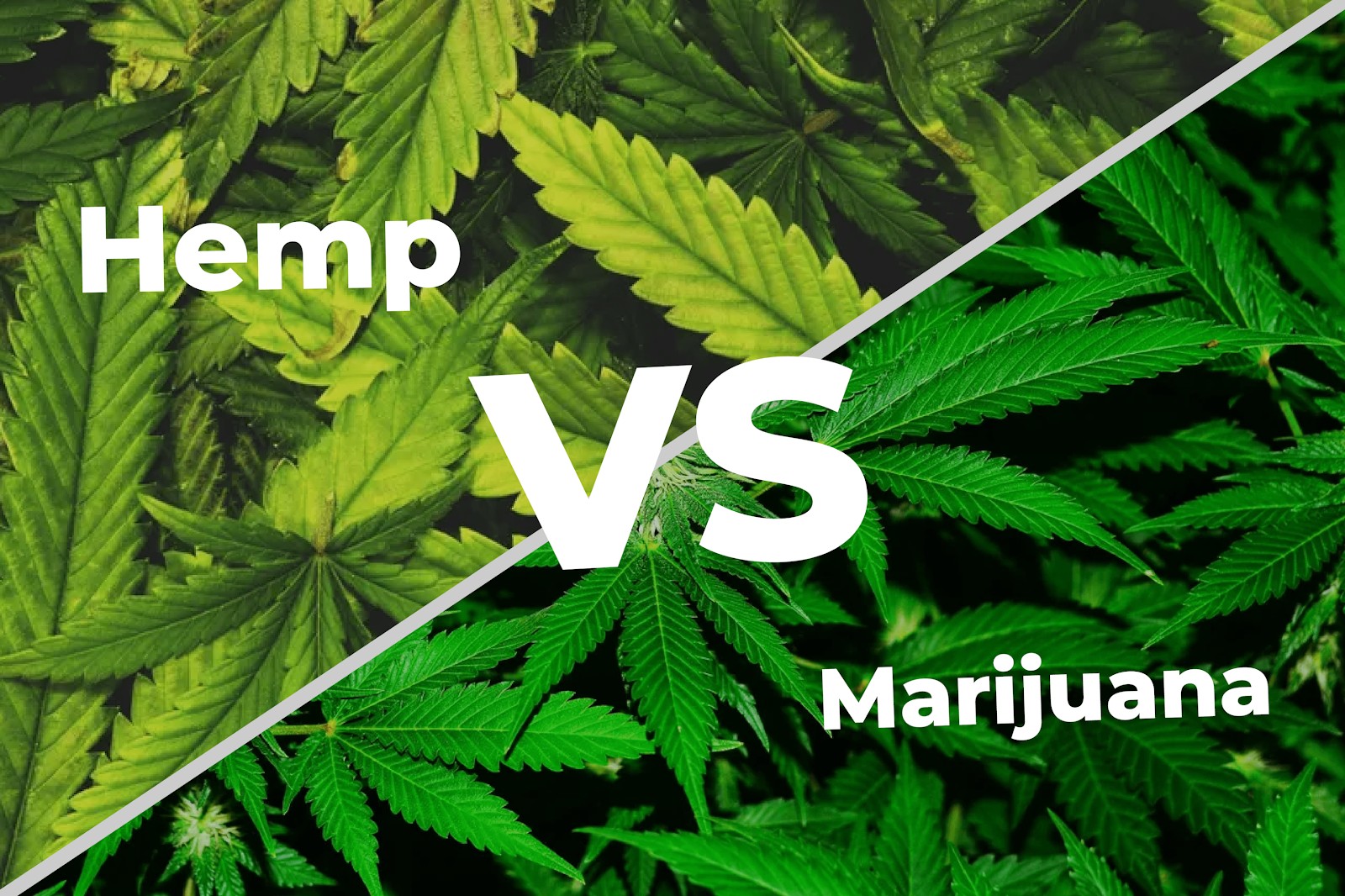 Comparing Weed and Hemp: Which Is Safer?