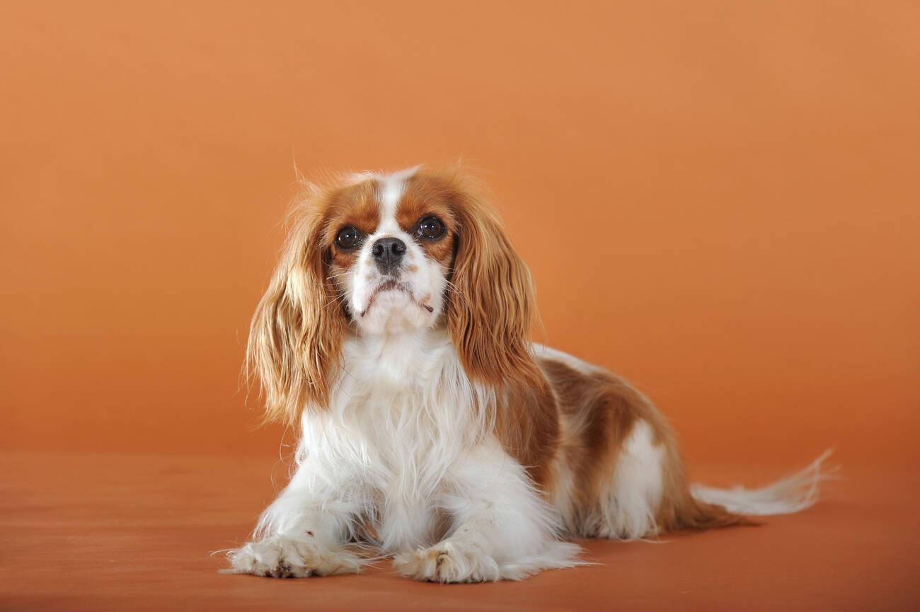 Cavalier King Charles Spaniel