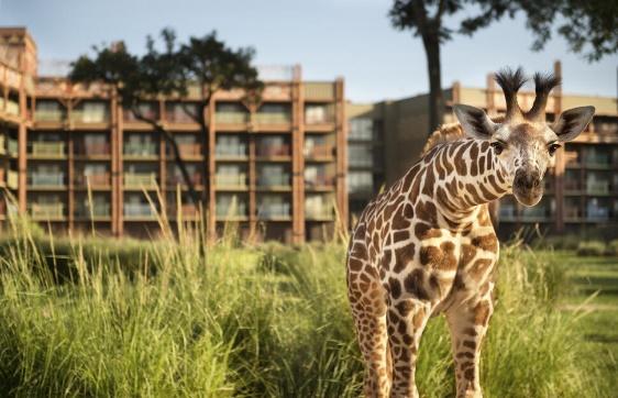 Disney's Animal Kingdom Lodge – Fica Dicar Orlando