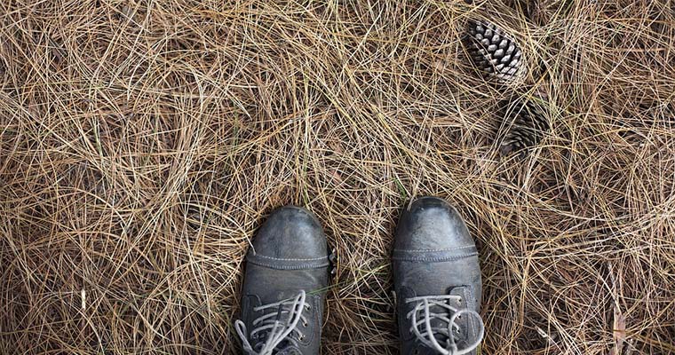 How to Use Pine Needles as Garden Mulch