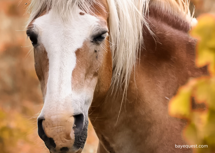 Combinations Horse Face Markings