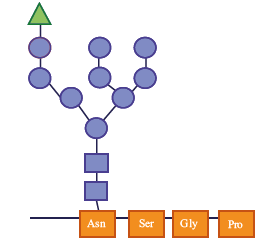 N-linked Glycoprotein