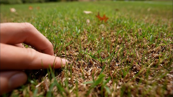 Planting Perennial Ryegrass Seed