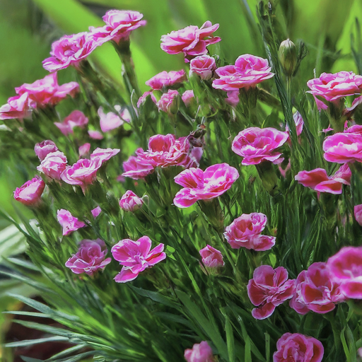 How to Grow Vibrant Pink Clove Flowers: A Step-by-Step Guide