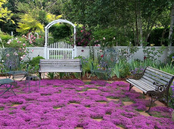 Carpeted Creeping Thyme