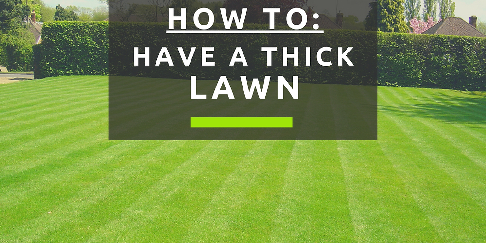 How to Maintain a Thick Lawn