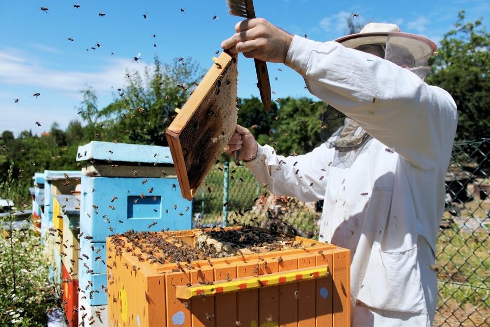 Cómo revisar una colmena de abejas - Sin categorizar