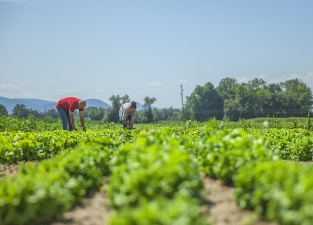 Focus on Regenerative Agriculture
