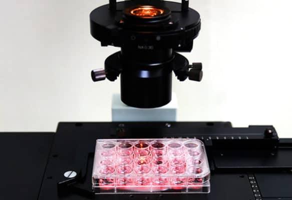 C:\Users\nicolaou.s\Dropbox\1. RESEARCH PROJECTS\EDUCATION\1. Strategic partnership\0. March 2023\WPs\WP3\Case studies\Case Study (CS14) - Cell culture\CS14 - 0 24 well plate under microscope.jpg