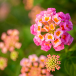 100 flowers name in punjabi
