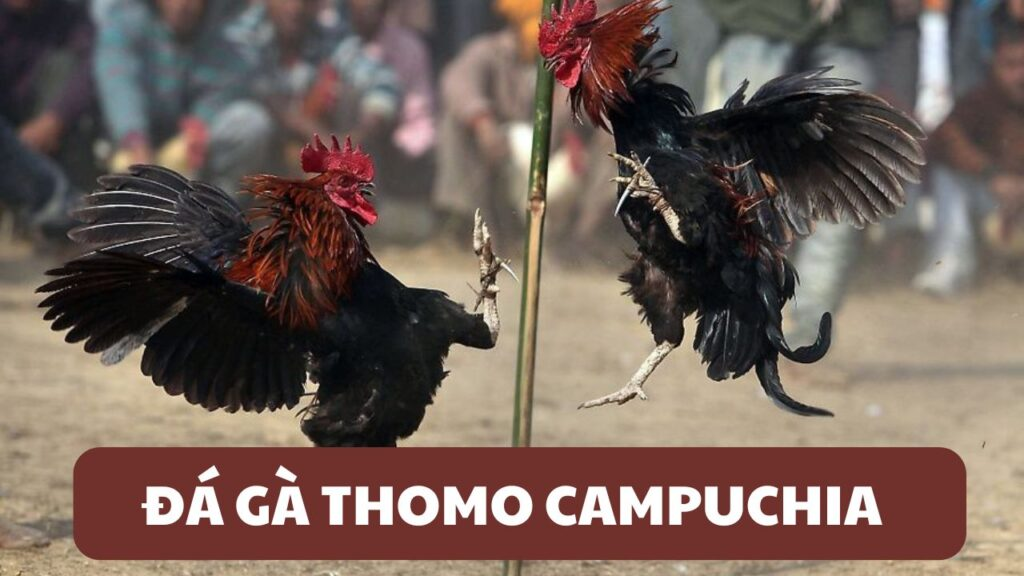 5 sai lầm thường gặp khi chơi đá gà Thomo bạn nên tránh