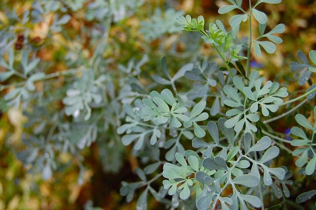 Free Common Rue Ruta Graveolens photo and picture