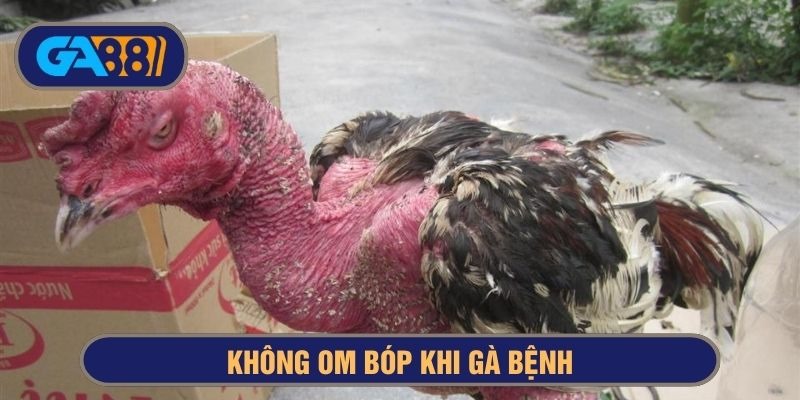 Om bóp khi gà bệnh có thể khiến sức khoẻ suy giảm