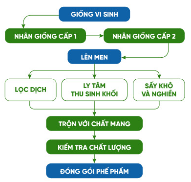 BÀI 26 - CÔNG NGHỆ VI SINH VẬTMỞ ĐẦUCâu 1: Mỗi năm, con người thải vào môi trường hàng triệu tấn rác thải thông qua các hoạt động sản xuất và sinh hoạt hằng ngày. Giả sử không có vi sinh vật tham gia phân hủy rác, thì điều gì sẽ xảy ra trên Trái Đất của chúng ta?Đáp án chuẩn:Nếu không có vi sinh vật phân hủy rác, rác sẽ tồn đọng gây ô nhiễm môi trường không khí, đất, nước; gây mùi hôi thối; chiếm chỗ của con người và động thực vật; giảm lượng mùn và khoáng chất cho thực vật. Điều này sẽ ảnh hưởng nghiêm trọng đến đời sống của các sinh vật trên Trái Đất, chứng tỏ vi sinh vật có vai trò rất quan trọng đối với tự nhiên và sự sống trên Trái Đất.I. MỘT SỐ THÀNH TỰU HIỆN ĐẠI CỦA CÔNG NGHỆ VI SINH VẬTCâu 1: Sản phẩm tạo ra từ công nghệ vi sinh vật có đặc điểm gì? Cho ví dụ mình họa.Đáp án chuẩn:- An toàn, thân thiện với môi trường, giá thành rẻ, hiệu quả lâu dài.- Ví dụ: phân bón vi sinh vật thân thiện với môi trường.Câu 2: Hãy kể tên một số thành tựu hiện đại của công nghệ vi sinh vật? Đáp án chuẩn: Công nghệ vi sinh sản xuất phân bónCông nghệ vi sinh sản xuất thuốc trừ sâuTạo ra các nguyên liệu trong công nghiệp và đời sốngSản xuất thuốc kháng sinhXứ lí ô nhiễm môi trườngLuyện tập: Hãy liệt kê các sản phẩm từ công nghệ vi sinh vật được sử dụng trong đời sống hằng ngày.Đáp án chuẩn:Thuốc kháng sinh, phân bón vi sinh vật, thuốc trừ sâu vi sinh vật , vv...Câu 3: Hãy cho biết cơ sở của việc sản xuất phân bón vi sinh.Đáp án chuẩn:- Sử dụng chế phẩm vi sinh vật để sản xuất phân bón vi sinh.Câu 4: Kể tên một số loại phân bón vi sinh được sử dụng phổ biến hiện nay.Đáp án chuẩn:Phân vi sinh cố định đạm (N)Phân vi sinh phân giải lân.Phân bón vi sinh phân giải silicat.Phân bón vi sinh ức chế các vi sinh vật gây bệnh.Phân bón vi sinh chứa chất giữ ẩm polysacarit.Phân vi sinh giúp phân giải hợp chất hữu cơ (cellulose)Câu 5: Kể tên một số loại thực phẩm được tạo ra nhờ ứng dụng công nghệ vi sinh vật.Đáp án chuẩn:Một số loại thực phẩm được tạo ra nhờ công nghệ vi sinh vật: sản xuất rượu từ nấm men, mì chính từ corynebacterium glutamicum, rượu vang, bia, bánh mì từ nấm men.Câu 6: Công nghệ vi sinh vật có vai trò như thế nào đối với ngành chăn nuôi?Đáp án chuẩn:Công nghệ vi sinh tạo ra thức ăn và chế phẩm tăng sức đề kháng, năng suất cho vật nuôi, và xử lý rác thải chăn nuôi như mùi hôi, phân.Câu 7 : Hãy kể một số loại kháng sinh. Cho biết nguồn gốc và tác dụng của các loại thuốc kháng sinh đó.Đáp án chuẩn:- Sử sụng nấm penicillium chorysogenum để sản xuất kháng sinh penicilin điều trị vết thương nhiễm khuẩn- Sử dụng xạ khuẩn streptomyces griseus để sản xuất thuốc kháng sinh  streptomycin điều trị bệnh viêm phổi,...Câu 8: Dựa vào đặc điểm nào của vi sinh vật người ta có thể ứng dụng chúng để xử lí ô nhiễm môi trường? Cho ví dụ.Đáp án chuẩn:* Khả năng phân hủy các chất hữu cơ như cellulose, tinh bột, protein, lipid, pectin, chitin của vi sinh vật là cơ sở để xử lý ô nhiễm môi trường.* Ví dụ:  - Sử dụng vi khuẩn Clostridium thermocellum để phân hủy rác hữu cơ.  - Sử dụng chế phẩm EM (vi khuẩn quang hợp, vi khuẩn lactic, Bacillus subtilis, Bacillus mesentericus, Bacillus megaterium, xạ khuẩn, nấm men) để xử lý bãi rác chôn lấp.  - Chế phẩm Bio-EM (Bacillus sp., Lactobacillus sp., Streptomyces sp., Saccharomyces sp., Aspergillus sp., Nitrobacter sp., Nitrosomonas sp.) giúp phân hủy chất hữu cơ trong môi trường nước.II. MỘT SỐ NGÀNH NGHỀ LIÊN QUAN ĐẾN CÔNG NGHỆ VI SINH VẬTCâu 9: Sự phát triển của công nghệ vi sinh vật có ảnh hưởng như thế nào đến các ngành nghề khác?Đáp án chuẩn:Sự phát triển của công nghệ vi sinh vật sẽ dẫn đến sự phát triển của nhiều ngành nghề có liên quan và mở ra nhiều cơ hội nghề nghiệp mới trong tương lai.Câu 10: Hãy kể tên một số ngành nghề có liên quan đến công nghệ vi sinh vật. Xác định vị trí và cơ quan làm việc của các ngành nghề đó.Đáp án chuẩn:Kỹ thuật viên. Vị trí: kĩ thuật viện phân tích vi sinh vật gây bệnh. Cơ quan tại phòng phân tích vi sinh vật của các cơ sở y tếKĩ sư. Vị trí kỹ sư thực phẩm tại các công ti thực phẩmNghiên cứu viên. Vị trí: Nghiên cứu viên công nghệ sinh học ở viện nghiên cứu, trường đại học có phòng nghiên cứu.Chuyên viên, chuyên gia hoạch định chính sách. Vị trí: Chuyên gia hoạch định chính sách môi trường tại sở tài nguyên và mổi trường.Luyện tập: Hãy lựa chọn một ngành nghề liên quan đến công nghệ vi sinh vật mà em quan tâm cà cho biết em cần chuẩn bị kiến thức, kĩ năng gì để làm tốt công việc của ngành nghề đó.Đáp án chuẩn:- Chọn một ngành nghề liên quan đến công nghệ vi sinh vật và tìm hiểu về các vị trí việc làm, các kỹ năng và kiến thức cần có.- Ví dụ: Ngành kỹ sư – Vị trí việc làm: Kỹ sư thực phẩm.  - Kiến thức cần có: Công nghệ thực phẩm, công nghệ sinh học, hóa học, vệ sinh an toàn thực phẩm, dinh dưỡng.  - Kỹ năng cần có: Phân tích, tổng hợp, thu thập mẫu.III. TRIỂN VỌNG CỦA CÔNG NGHỆ VI SINH VẬT TRONG TƯƠNG LAICâu 11: Hãy nêu một ý tưởng ứng dụng công nghệ vi sinh vật trong tương lai có thể đem lại hiệu quả cao trong thúc đẩy của sự phát triển của kinh tế - xã hội.Đáp án chuẩn:- Sản xuất pin nhiên liệu vi sinh vật để đánh giá nhanh nước thải qua dòng điện.- Sử dụng Nano Bioreactor để xử lý nước thải bằng cách tối đa hóa khả năng phân giải chất bẩn của vi sinh vật.- Tạo giống vi sinh vật bằng công nghệ DNA tái tổ hợp, tạo đột biến định hướng, chỉnh sửa gene, phân lập gene.- Sử dụng công nghệ chuyển gene để sản xuất chế phẩm sinh học nhờ khả năng sinh trưởng nhanh của vi sinh vật.- Bảo quản giống vi sinh vật bằng công nghệ làm lạnh sâu.- Lên men quy mô lớn, thu hồi sản phẩm bằng công nghệ 4.0, tự động hóa các khâu.- Thu hồi và tạo sản phẩm bằng công nghệ lọc tiếp tuyến, li tâm liên tục, siêu li tâm, sấy phun, tạo vi nang.- Sử dụng công nghệ Microbiome trong sản xuất mỹ phẩm bảo vệ da.Luyện tập: Hãy đề xuất một ý tưởng ứng dụng công nghệ vi sinh vật trong tương lai có thể đem lại hiệu quả cao và thúc đẩy sự phát triển kinh tế - xã hội.Đáp án chuẩn:Học sinh đề ra ý tưởng và phân tích hiệu quả của ý tưởng đó:Tên ý tưởngLĩnh vực ứng dụngĐối tượng nghiên cứuPhương pháp, quy trình thực hiệnHiệu quả mang lạiIV. DỰ ÁN TÌM HIỂU VỀ CÁC SẢN PHẨM CÔNG NGHỆ VI SINH VẬTVận dụng: Thực hiện dự án tìm hiểu về các sản phẩm công nghệ sinh vật và làm tập san các bài viết, tranh ảnh về cồng nghệ sinh vật.Đáp án chuẩn:Ví dụ các nội dung cần tìm hiểu của mỗi nhóm:(1) Các sản phẩm công nghệ vi sinh vật trong sản xuất nông nghiệp:Tên các sản phẩm: Chế phẩm sinh học BT.Vai trò: Tiêu diệt các côn trùng gây hại cho côn trùng như sâu bướm, bọ cánh cứng, ong bắp cày, kiến,...Chủng vi sinh vật được sử dụng: vi khuẩn Bacillus thuringiensis.Cơ sở của sản phẩm: Vi khuẩn tiết ra các protein gây độc cho hệ thống tiêu hóa của các côn trùng ăn phải lá có chứa vi khuẩn này.Quy trình sản xuất:(2) Các sản phẩm công nghệ vi sinh vật trong sản xuất công nghiệp và thực phẩm;Ví dụ: Sữa chuaTên các sản phẩm: Sữa chua.Vai trò:Chủng vi sinh vật được sử dụng: vi khuẩn Lactobacterium bulgaricus và Streptococcus thermophilus.Cơ sở của sản phẩm: Quá trình lên men của các vi khuẩn lactic có lợi cho đường tiêu hóa.Quy trình sản xuất: Nguyên liệu → Phối trộn → Gia nhiệt → Đồng hoá 1 → Làm lạnh → Ageing → Thanh trùng → Đồng hoá 2 → Hạ nhiệt → Cấy men → Ủ → Làm lạnh → Bồn rót → Đóng gói, dán nhãn.(3) Các sản phẩm công nghệ vi sinh vật trong y tế;Ví dụ: Kháng sinhTên các sản phẩm: Kháng sinh PenicillinVai trò: Sử dụng để tiêu diệt các vi khuẩn trong điều trị các bệnh nhiễm trùng.Chủng vi sinh vật được sử dụng: vi khuẩn Penicillium chrysogenum.Cơ sở của sản phẩm: Vi khuẩn tiết kháng sinh làm phá vỡ thành tế bào của vi khuẩn bằng cách ngăn chặn protein liên kết các peptidoglycan với nhau.Quy trình sản xuất:(4) Các sản phẩm công nghệ vi sinh vật trong xử lí môi trường:- Tên sản phẩm: Chế phẩm EM- Vai trò: Cải tạo hệ vi sinh môi trường thủy sản, xử lý mùi hôi chuồng trại, ủ rác thải hữu cơ như phân gia súc, các bộ phận của cây, và cung cấp phân bón cho cây.- Chủng vi sinh vật: Vi khuẩn quang hợp, vi khuẩn lactic, Bacillus subtilis, Bacillus mesentericus, Bacillus megaterium, xạ khuẩn và nấm men.- Cơ sở của sản phẩm: Quá trình phân giải các chất hữu cơ.* Quy trình sản xuất:- Bước 1: Nhân giống cấp 1 trên máy lắc, chuẩn bị môi trường nuôi cấy phù hợp.- Bước 2: Lên men (nhân giống cấp 2) trong nồi ở điều kiện hiếu khí trong 3 ngày, sau đó chuyển sang môi trường kỵ khí trong 3-4 ngày, kiểm tra và điều chỉnh pH hàng ngày.- Bước 3: Kiểm tra mật độ vi sinh vật và chất lượng sản phẩm.- Bước 4: Đóng gói sản phẩm.BÀI TẬP