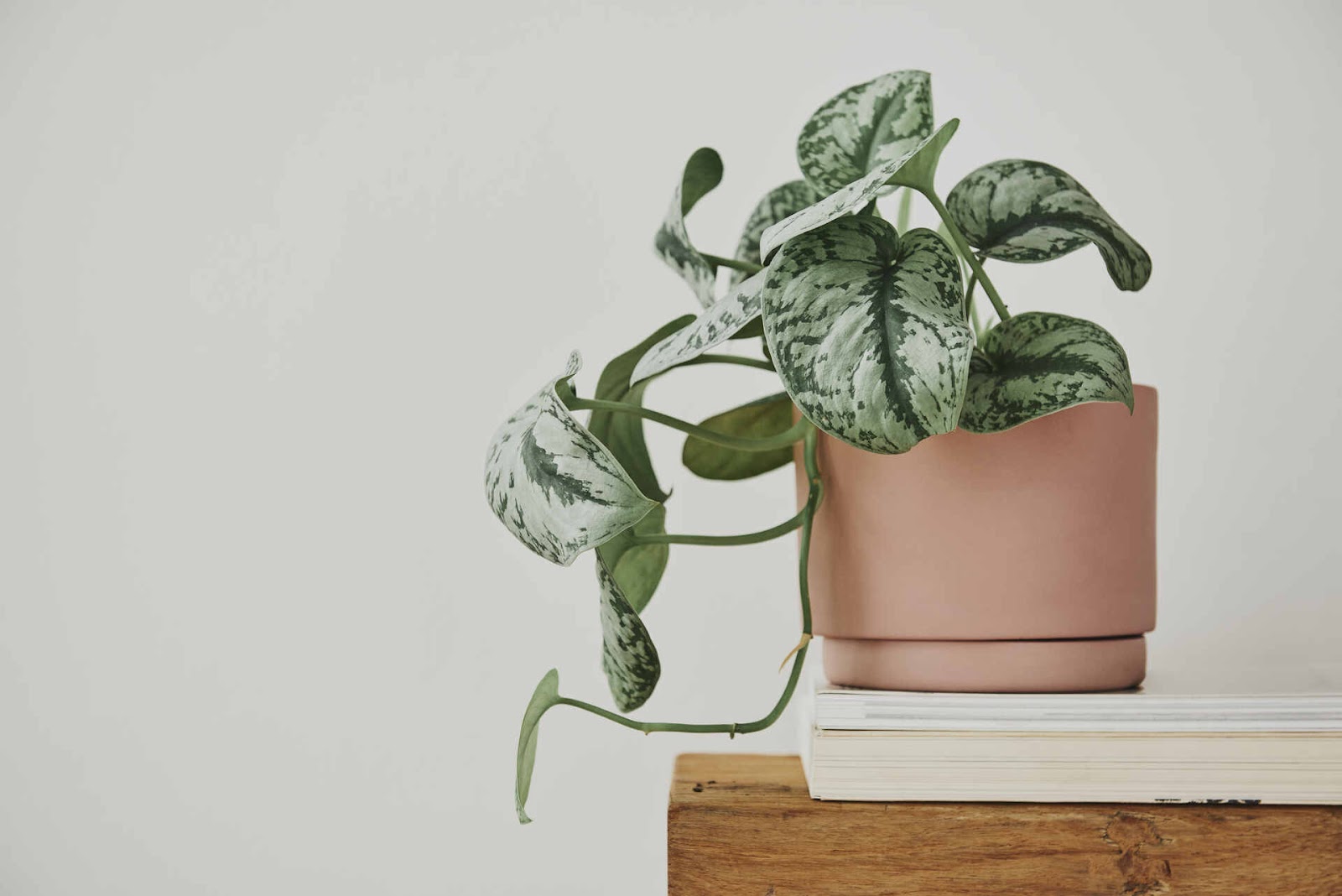 Pothos Plant Care