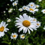 10 flowers name in Kannada