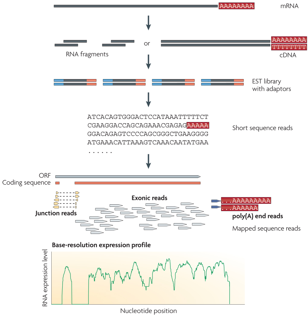 Applications of RNA Sequencing