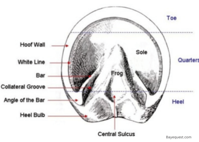 Anatomy of the Horse Hoof