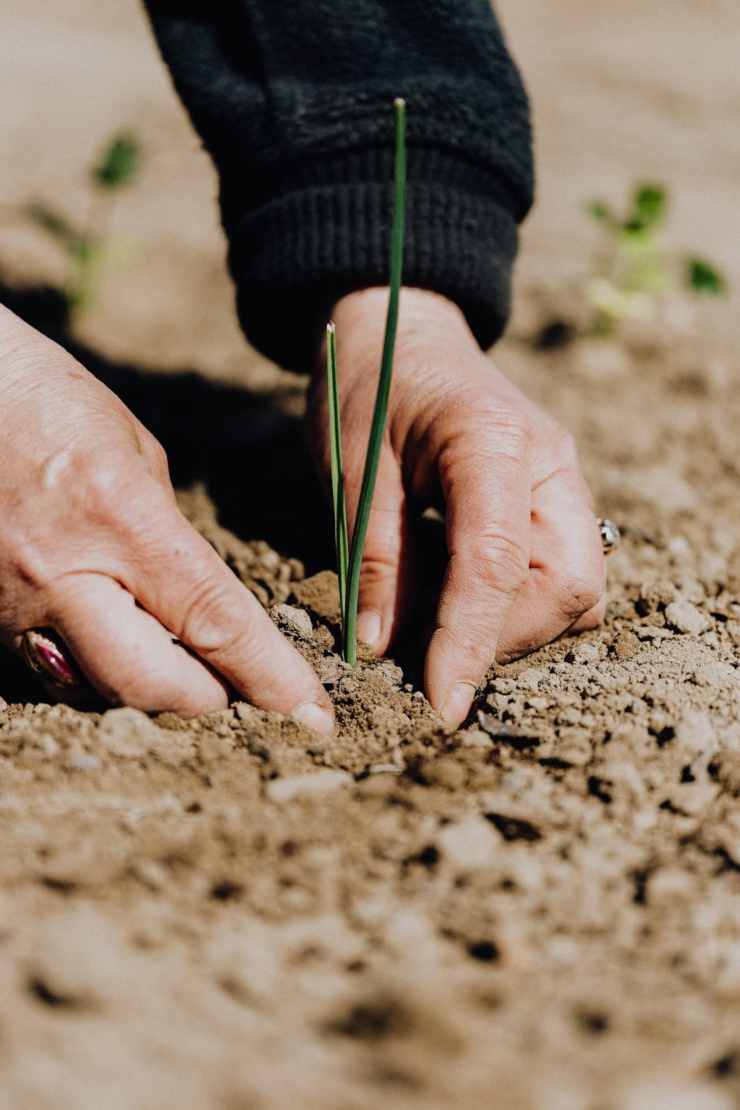 A pair of hands planting | Source: Pexels